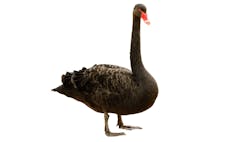 Swan Black Dreamstime L 16694297 6483080734852 Swan Black Dreamstime L 16694297 6483080734852