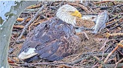 66194e5f9cfd52001eaa5547 Eaglebedraggedussteellivecam 66194e5f9cfd52001eaa5547 Eaglebedraggedussteellivecam