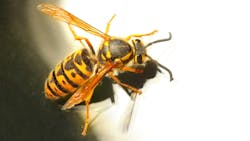 66acf5a1fa172678786c926d Waspstingdreamstime L 93429769 66acf5a1fa172678786c926d Waspstingdreamstime L 93429769