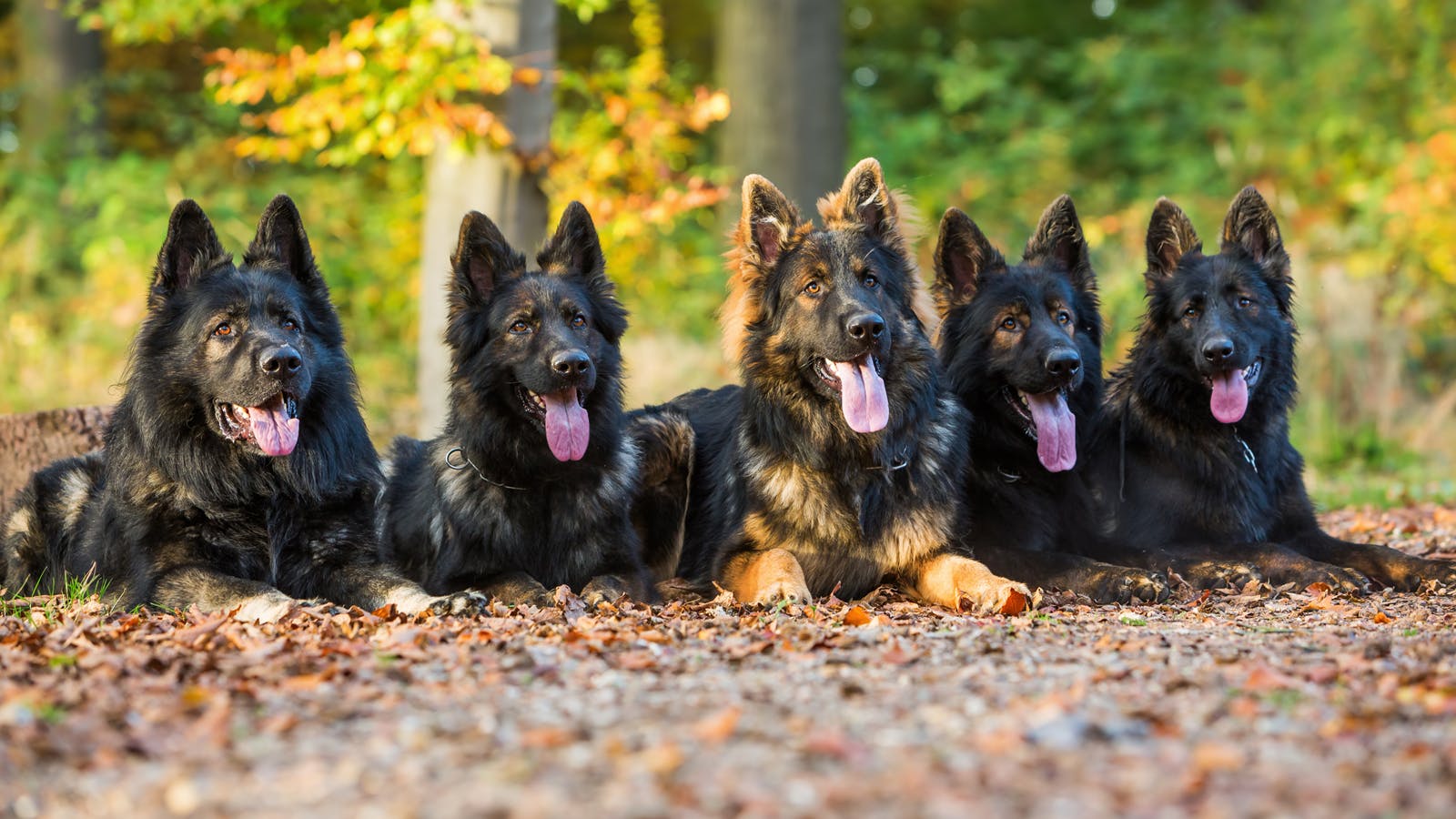 675320c65eeeadd7235823da Dogsdreamstime L 80003637