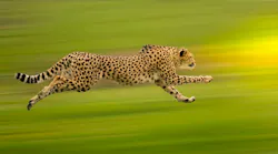 Cheetah Fast