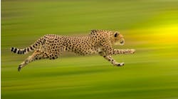 Cheetah Fast Cheetah Fast