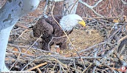 eaglescreenshot eaglescreenshot