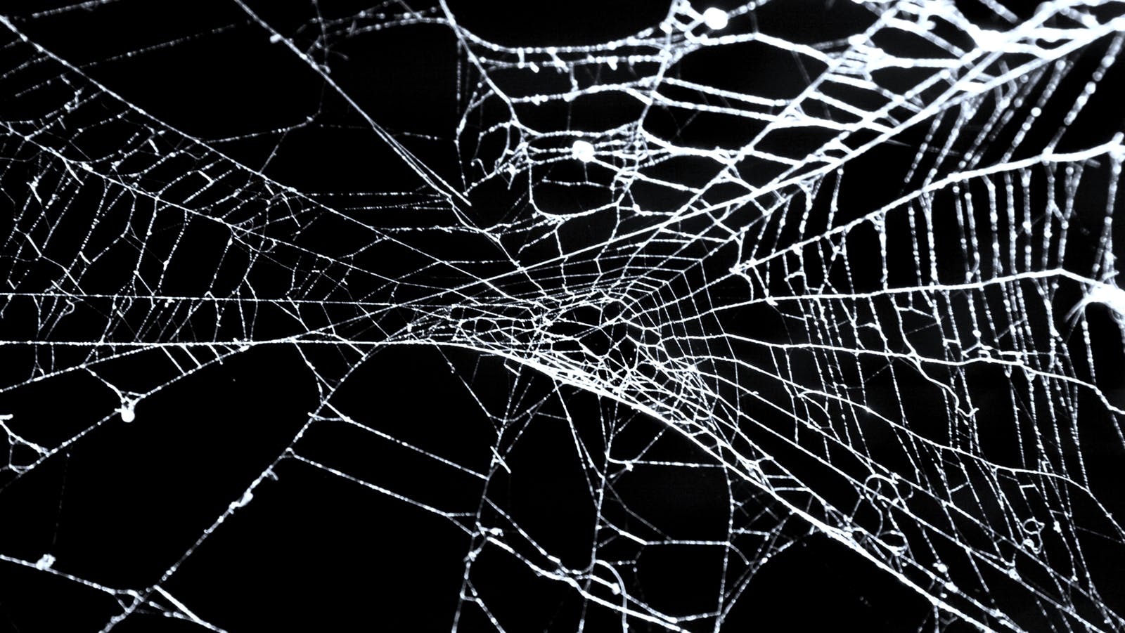 light spider web against a dark background