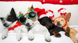 Christmas Dogs Sleeping Bed Holiday Perks Rest Christmas Dogs Sleeping Bed Holiday Perks Rest