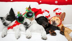 Christmas Dogs Sleeping Bed Holiday Perks Rest Christmas Dogs Sleeping Bed Holiday Perks Rest
