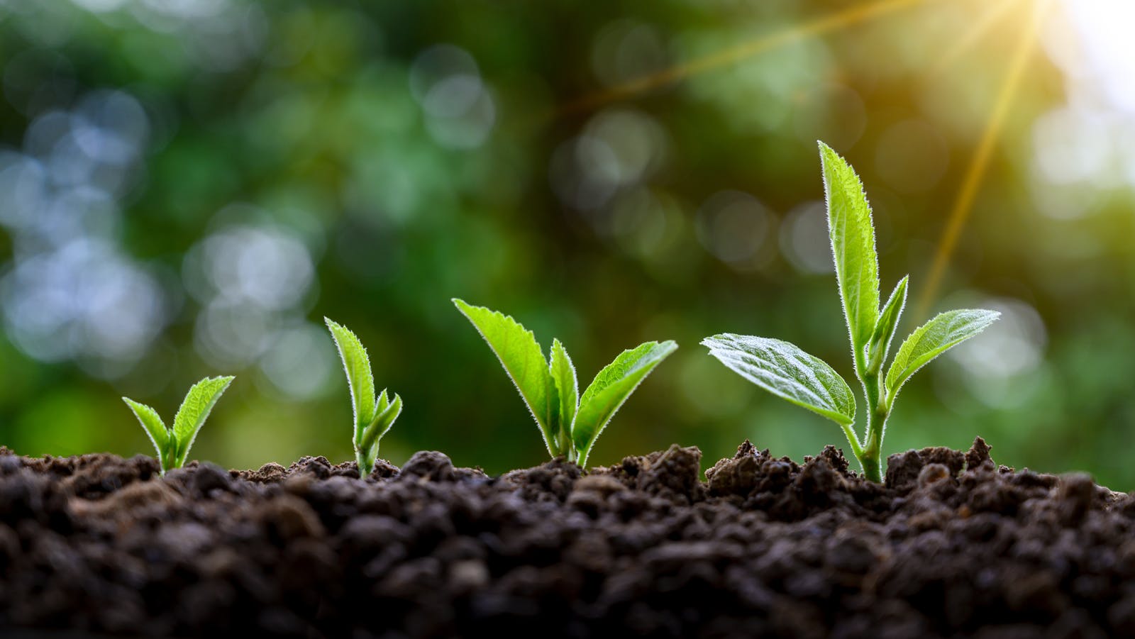 plant seedlings in the ground, growing progressively bigger from left to right