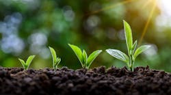 plant seedlings in the ground, growing progressively bigger from left to right plant seedlings in the ground, growing progressively bigger from left to right