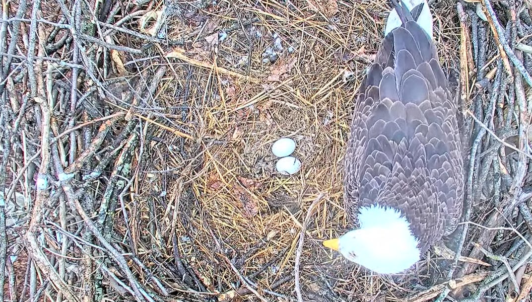 699f2e5138159362c53565b4 Eggsinnext