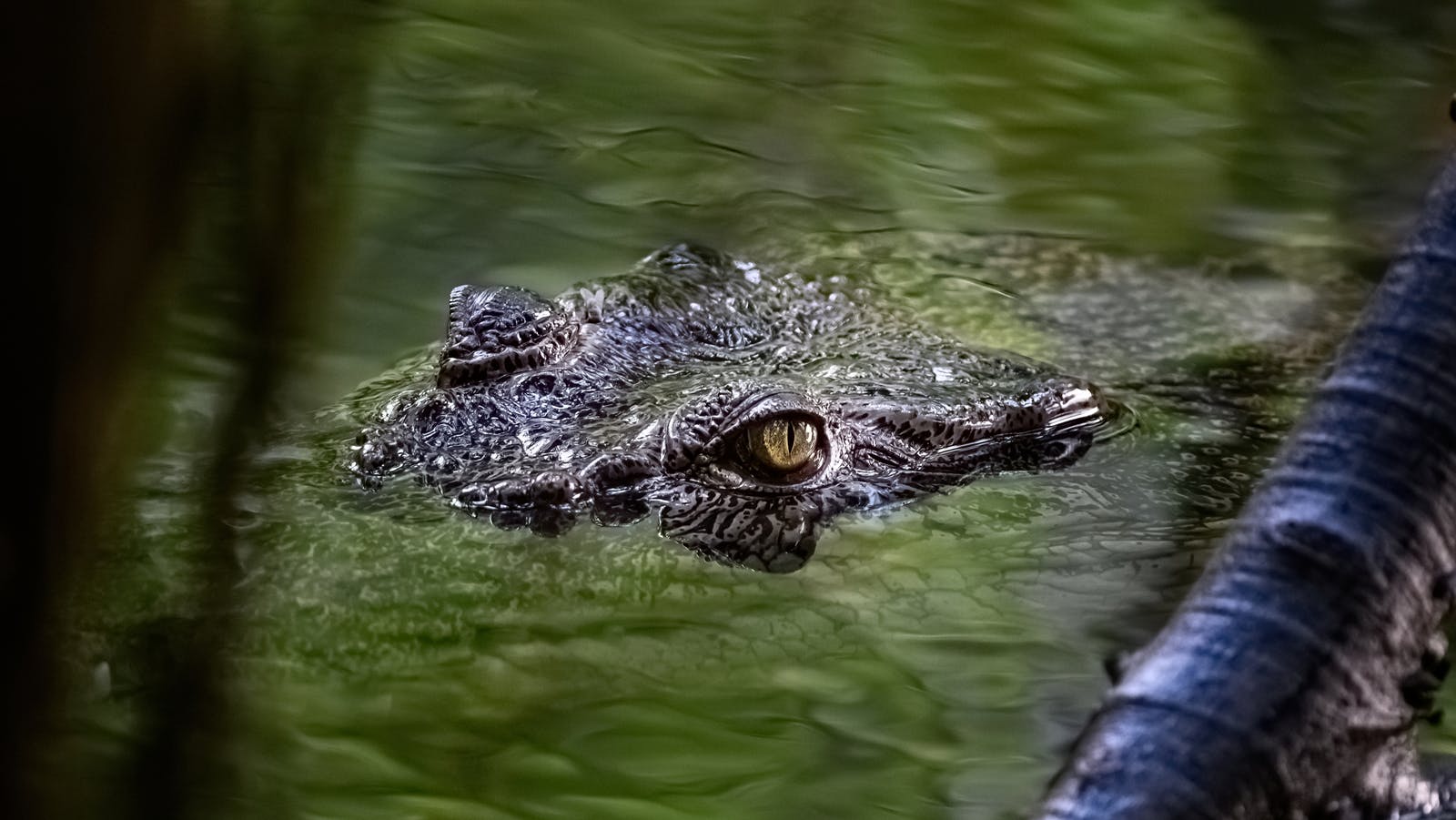 crocodile in the water, with just the top of its head and eyes showing