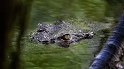 crocodile in the water, with just the top of its head and eyes showing crocodile in the water, with just the top of its head and eyes showing